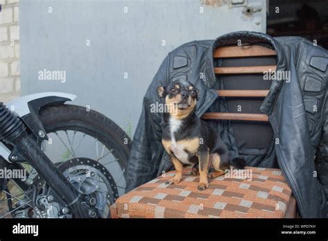 Chihuahua Little Dog Chihuahua Sitting On A Chaira Dog Sits Near A