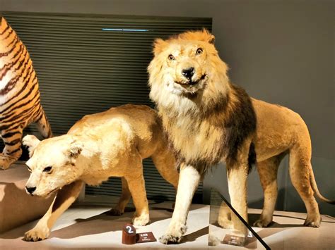 Taxidermy Lion