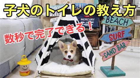 【子犬のトイレのしつけ】命令すると数秒でオシッコもウンチもすることができるおりコーギー【コーギー子犬】【corgi Puppy】 Youtube