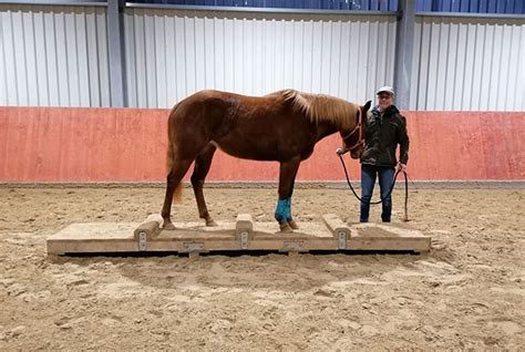 Abwechslung Im Winter Depri Modus Dormagener Naturtrail Reitbetrieb