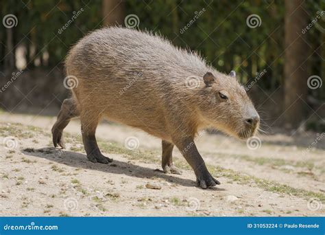 Capybara Stock Image | CartoonDealer.com #88717285