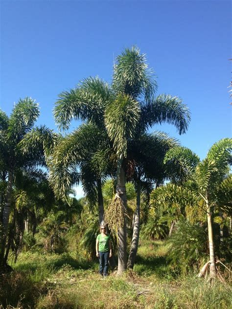 Foxtail Palm Wodyetia Bifurcata Palmco Wholesale Palms Florida