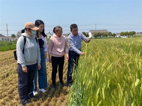 盐城市农业农村局 地方之窗 大丰众鑫农业：质量为先 开镰收贮