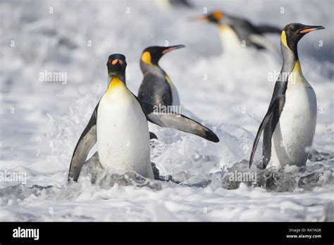 King Penguins in Gold Harbour, South Georgia Stock Photo - Alamy