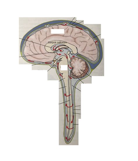 Brain Labeling Circulation Of Cerebrospinal Fluid Diagram Quizlet