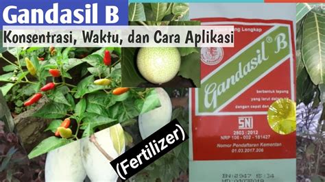 Cara Menggunakan Pupuk Gandasil B Sinautani