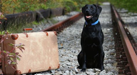 8 Travel-Friendly Dog Crates That Will Make Your Life Easier