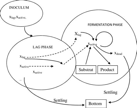 The Model Diagram for the Fermentation Process | Download Scientific ...