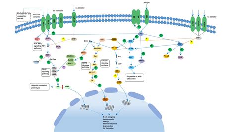 B细胞受体信号通路signaling pathway 武汉华美生物