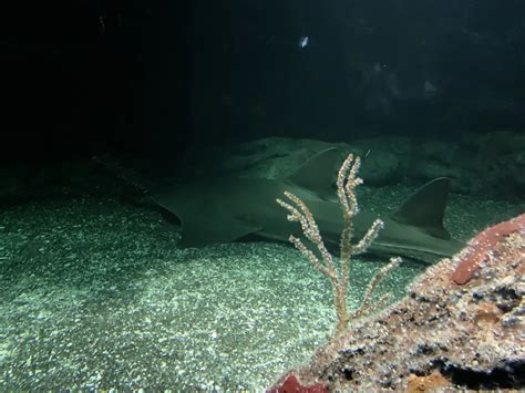 Largetooth sawfish - Facts, Diet, Habitat & Pictures on Animalia.bio