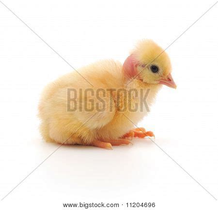 Naked Neck Chicken Image Photo Free Trial Bigstock