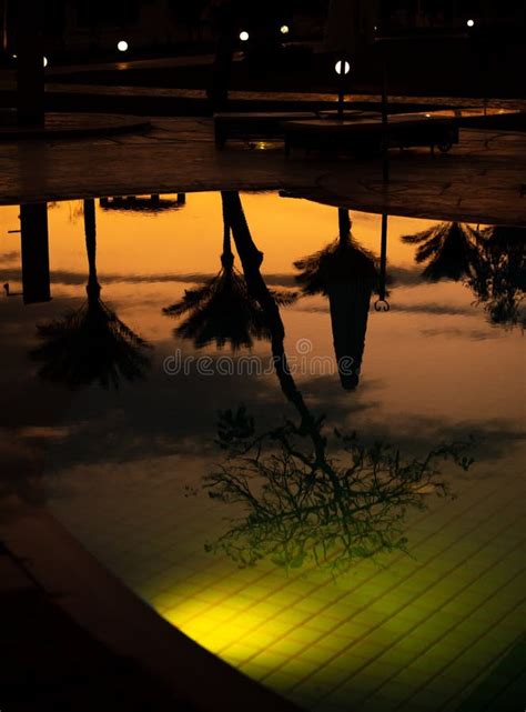 Reflejo De Una Palmera En La Piscina Al Atardecer Imagen De Archivo