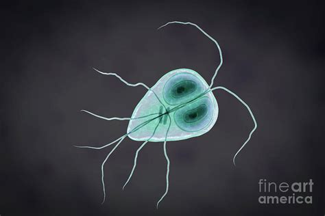 Giardia Lamblia Parasite Photograph By Kateryna Konscience Photo Library Pixels