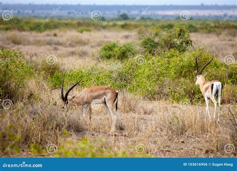 Two Antelopes Eating Grass In The Savannah Of Kenya Stock Photo Image