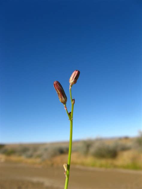 Kyffhäuser Flora Launaea Intybacea