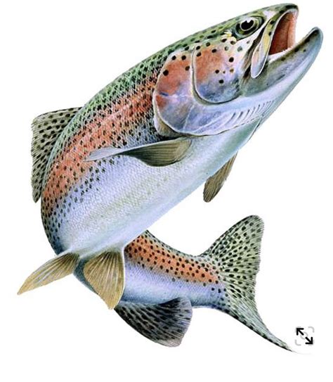 Pin By Zoe Jeannot On Animaux Rainbow Trout Fishing Fish Painting