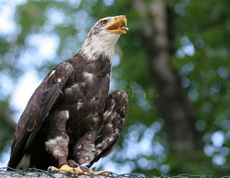 American eagle stock image. Image of hunting, movement - 1712469