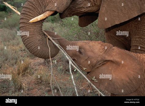 African Elephant Loxodonta Africana Orphans Malaika Browsing With Natumi David Sheldrick