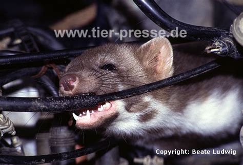 Automarder - Steinmarder - Tier-Presse - Fotos online bestellen