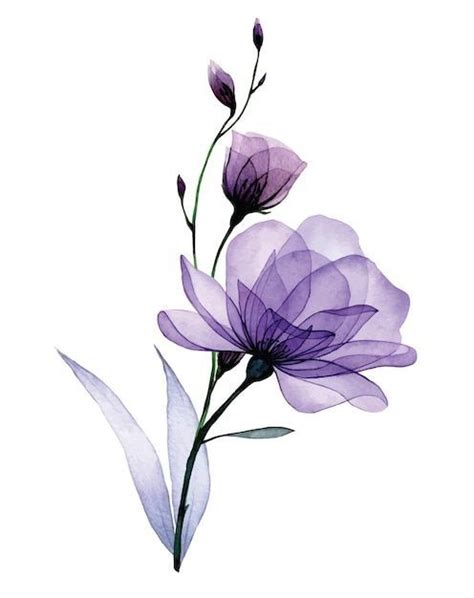 Pin By Lotus On Roses Transparent Flowers Purple Roses Flower Drawing