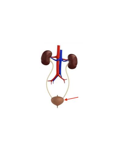 Excretory System Identification Flashcards Quizlet