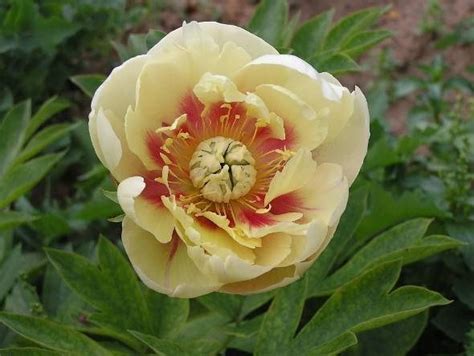 Пион Йеллоу Дрим (Yellow Dream) - описание сорта растения. Саженцы ...