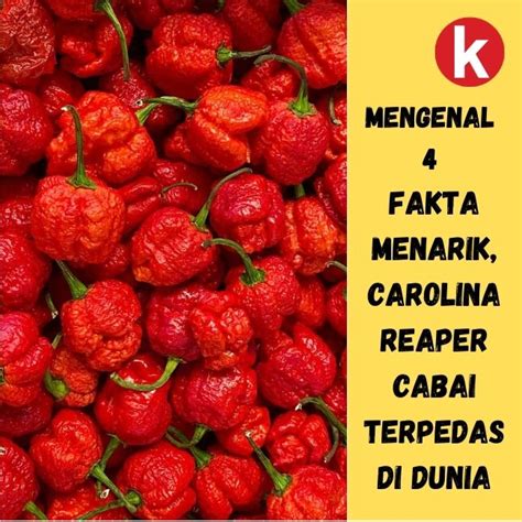 Mengenal 4 Fakta Menarik Carolina Reaper Cabai Terpedas Di Dunia