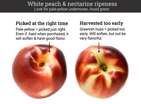 Nectarines Everything You Need To Know Ask The Food Geek