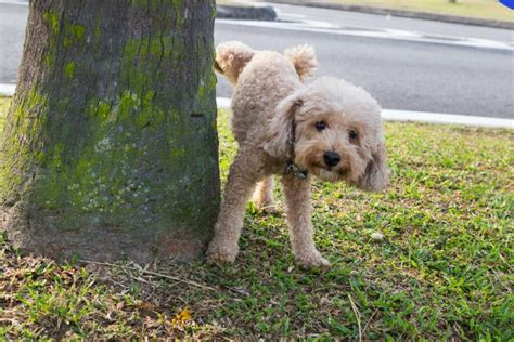 C Mo Hacer Que El Perro Haga Sus Necesidades Afuera Clave Los Horarios