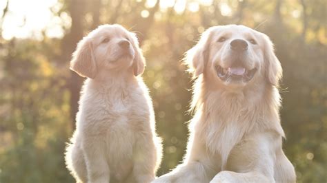 ゴールデンレトリーバーの毛のお手入れのヒント｜お役立ち情報 犬猫小動物｜スペクトラム ブランズ ジャパン 株式会社（旧テトラ ジャパン株式会社）