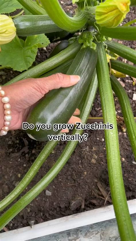 How To Grow Zucchini In Containers Container Gardening Container