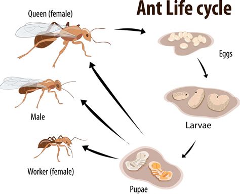 What Are Ghost Ants And How Do I Kill Them