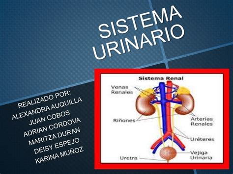 Sistema Urinario Power Point 2