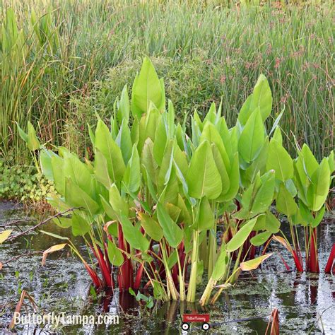 Alligator Flag Thalia Geniculata Little Red Wagon Native Nursery