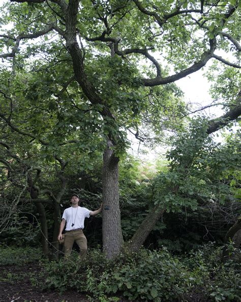 Dwarf Chinkapin Oak — Gathering Growth