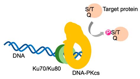 Autophosphorylation And Self Activation Of Dna Dependent Protein Kinase