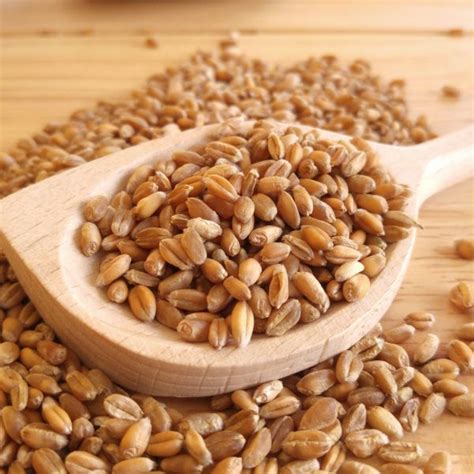 Organic Whole Wheat Grain For Cooking And Grinding Free Uk Delivery On All Orders