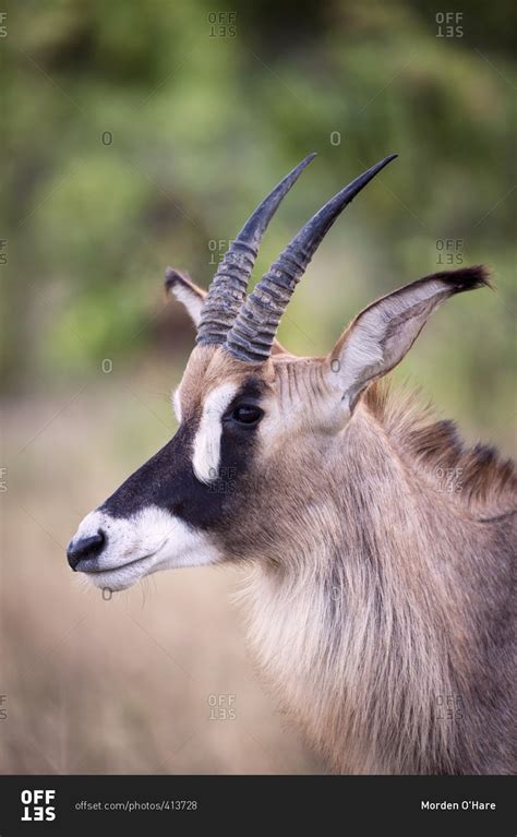 Portrait of a roan antelope with horns stock photo - OFFSET