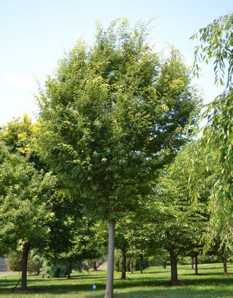 Zelkova serrata ‘Green Vase’ - Moon Nurseries