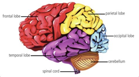 IB DP Biology HL C3.1 Integration of body systems Flashcards