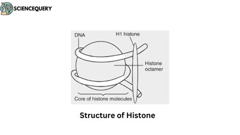 What is histone? - ScienceQuery