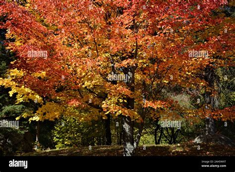 Northern Ontario Forest Hi Res Stock Photography And Images Alamy