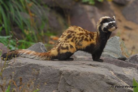 Marbled Polecat Vormela Peregusna Artofit