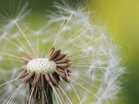 Descubre La Belleza Nica De Las Plantas M S Raras Del Mundo Atakontu