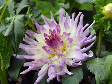 Dahlia Bold Accent Tubers Shaw Green Dahlias Uk Trusted Company