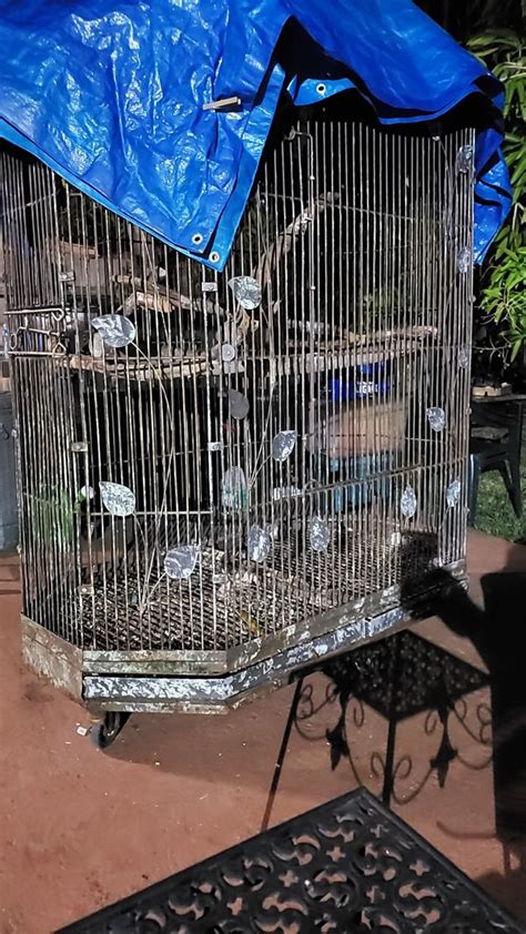 Bird Cage For Sale In Miami Fl Offerup