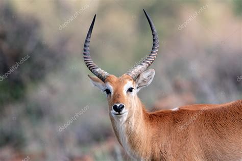 Red lechwe antelope — Stock Photo © EcoPic #1871592