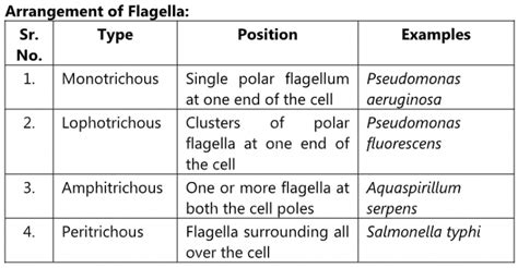 Flagella Introduction Types Principle Procedure And Interpretation Riset