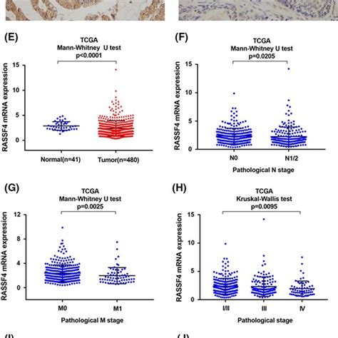 Expression Of Rassf In Colorectal Cancer Crc A Strong Rassf