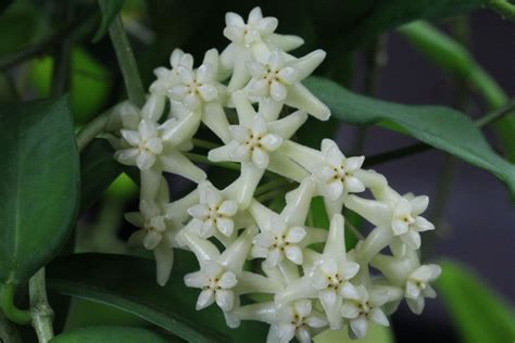 Hoya cagayanensis | Vermont Hoyas
